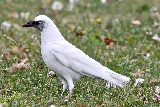 Leucistic American Crow (Corvus brachyrhynchos) by Dominic Sherony is licensed under CC BY-SA 2.0